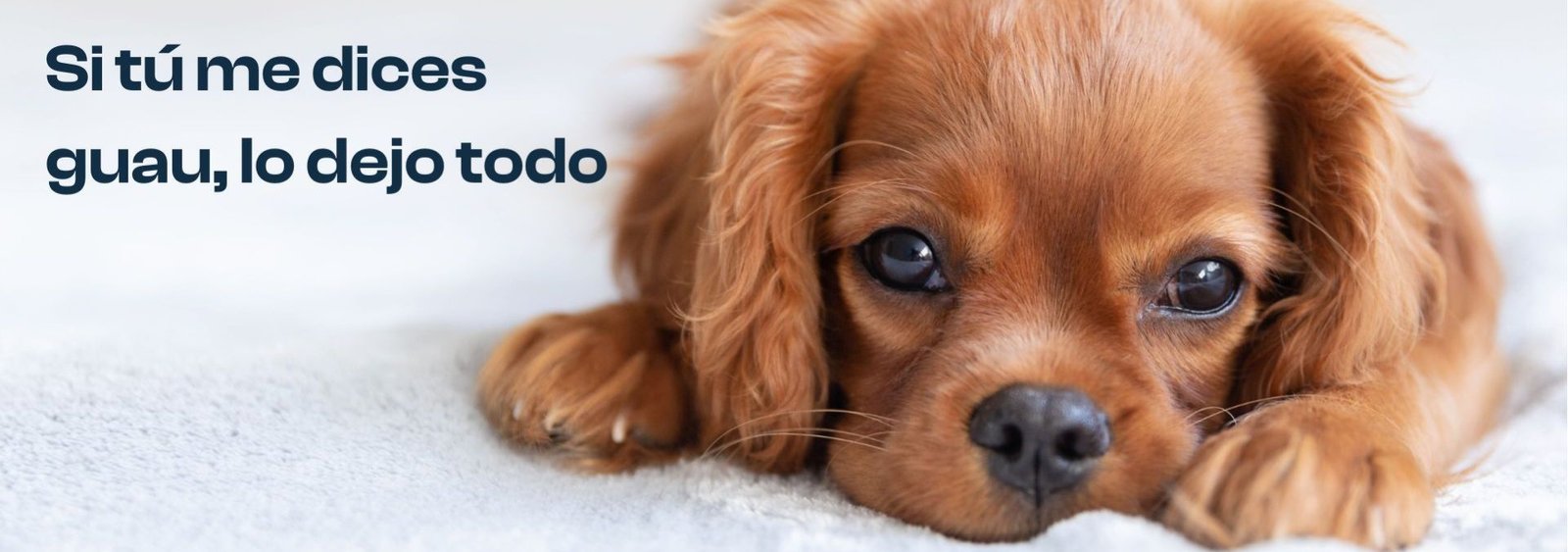 Nuestro infinito amor por los perros guía cada uno de los pasos de esta empresa familiar española llamada Oliviia