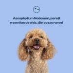 suplementos, nutricionales, naturales, perros, fuera, placa, oliviia