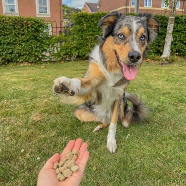 chuches, snacks, perro, naturales, perros, oliviia