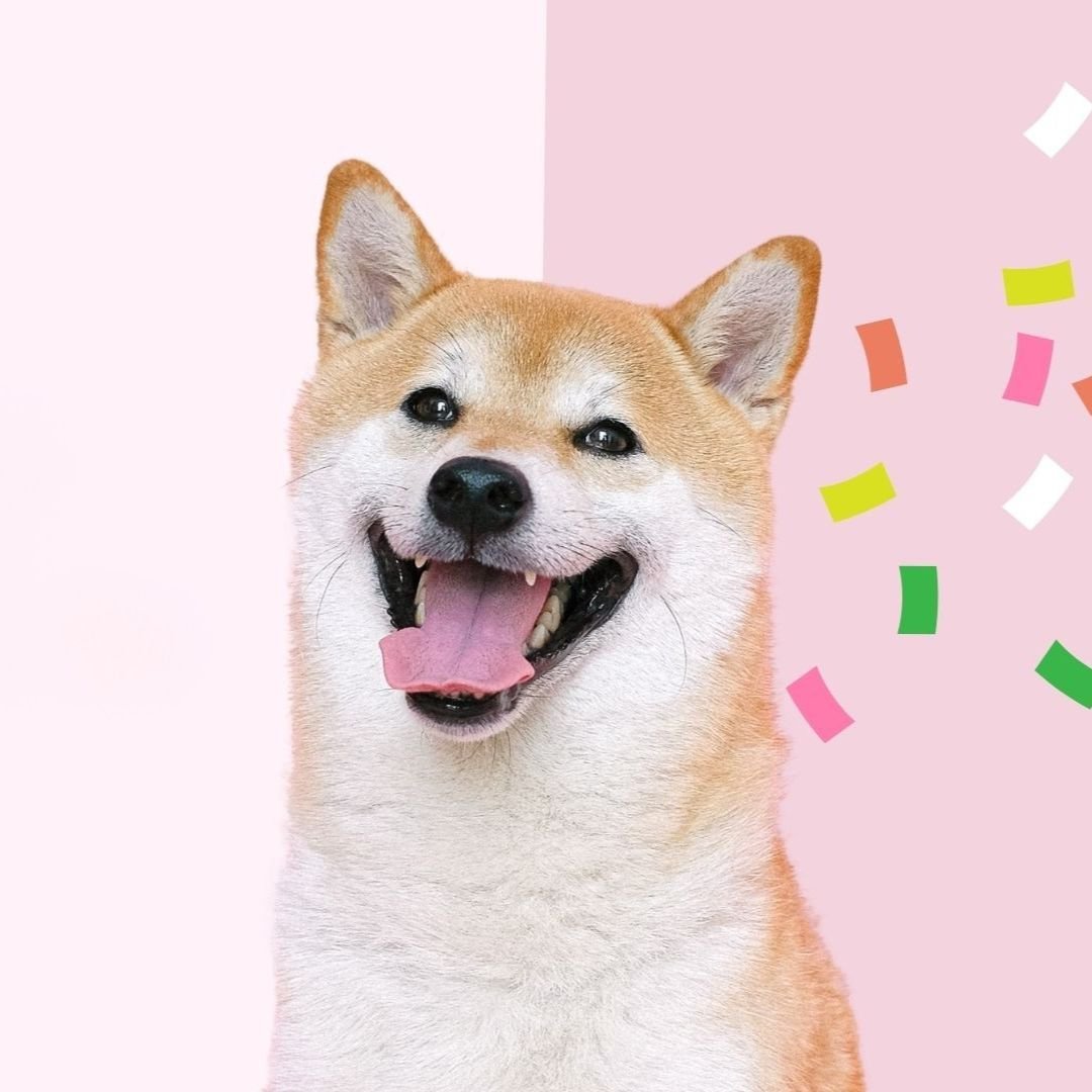 accesorios para amantes de los perros, oliviia, productos, juguetes