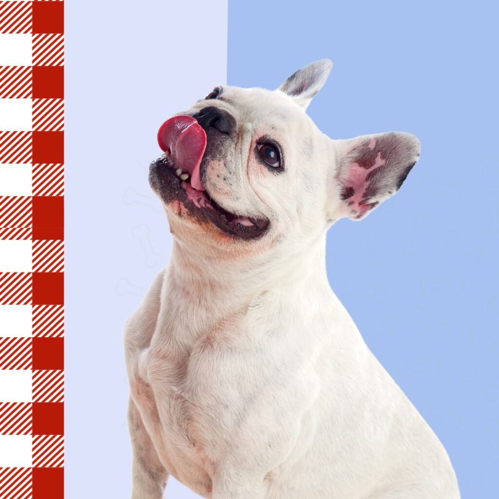 chuches, snacks, hornear, perros, oliviia