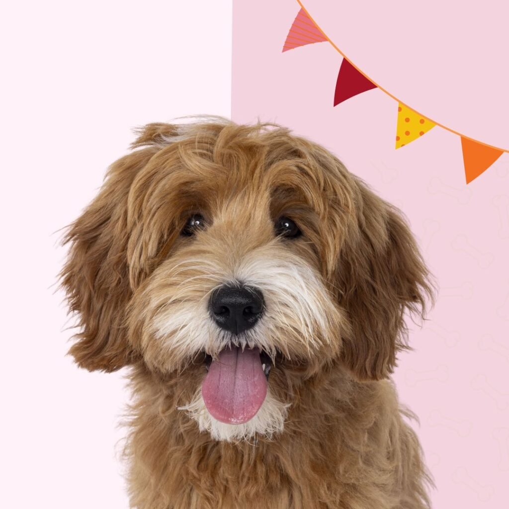 juegos, juguetes, diversion, perros, packs, tematicos, oliviia