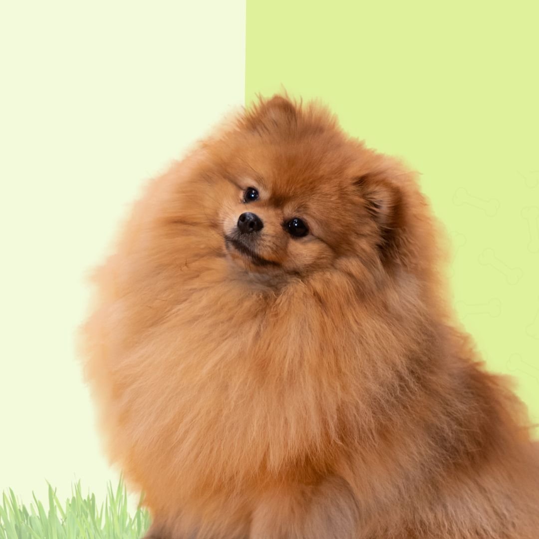 suplementos, naturales, para tu perro, accesorios para amantes de los perros, oliviia