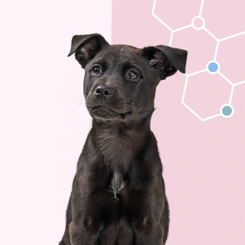 test, adn, perros, genetico, salud, oliviia