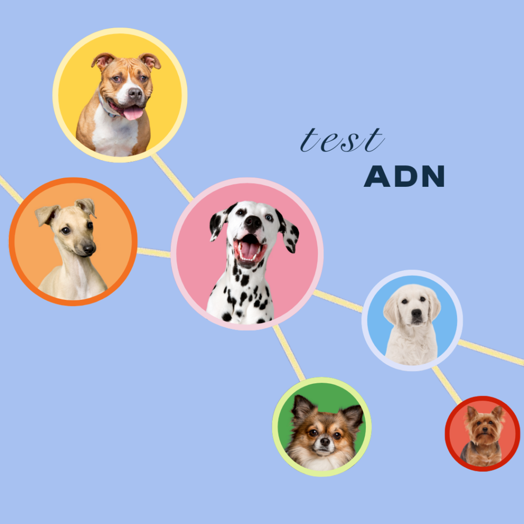 Test ADN Perros Starter y Advanced, de venta en Oliviia