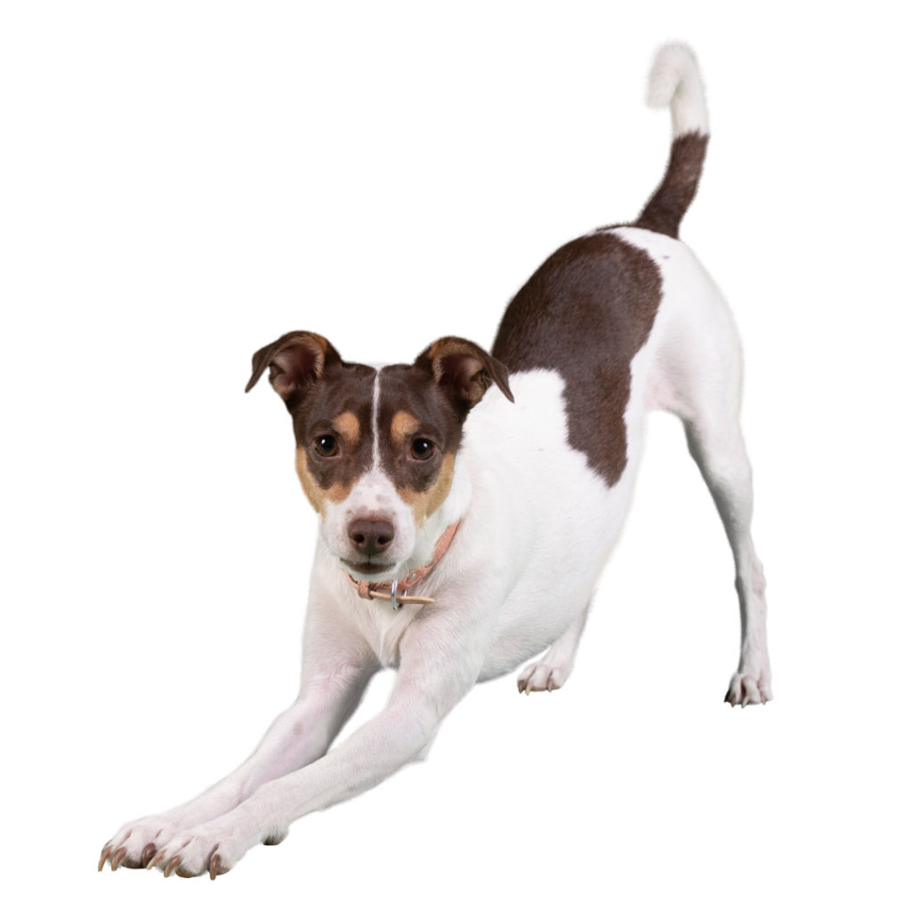 suscribete, tienda, online, regalos, perros, dog, lovers, oliviia