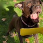 Juguetes para tu perro sin peligro de Oliviia