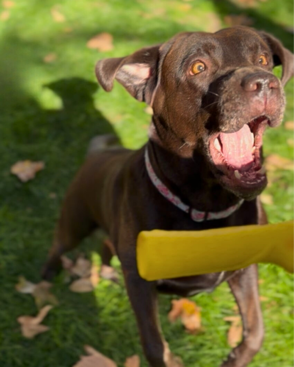 Juguetes para tu perro sin peligro de Oliviia