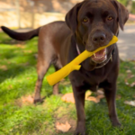 Juguetes para tu perro sin peligro de Oliviia