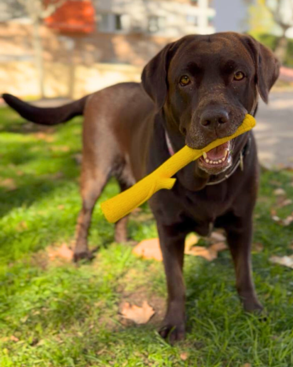 Juguetes para tu perro sin peligro de Oliviia