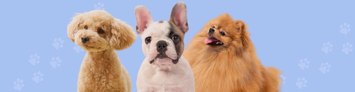 Juguetes para perros, perros pequeños, accesorios, regalos, perros, dog, lovers, Oliviia