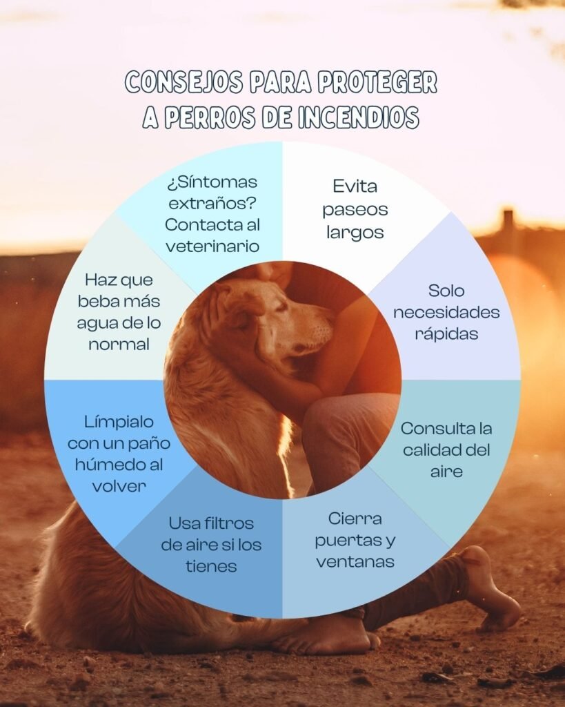 Consejos para proteger a perros de incendios