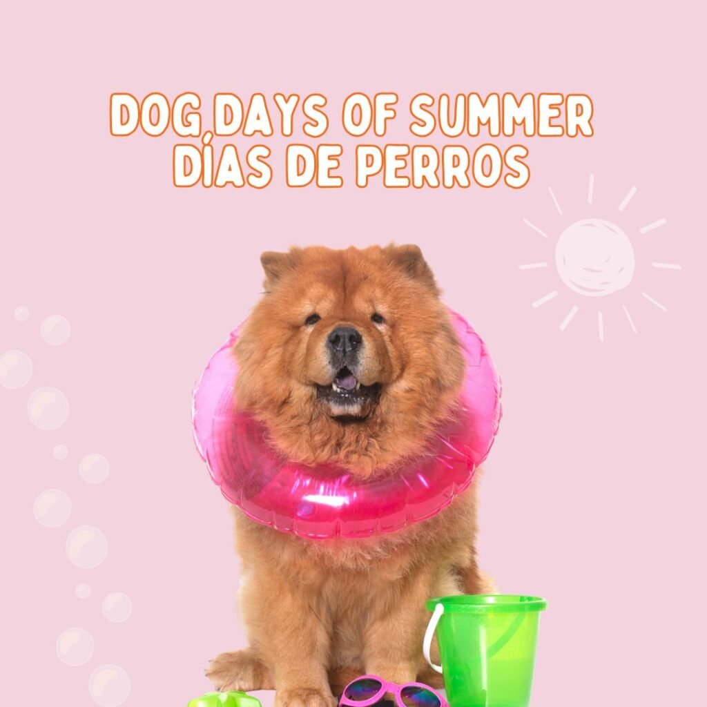 Tutor disfrutando con su perro del verano perruno perfecto