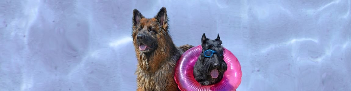 Actividades perrunas en la playa canina en los Dog Days of Summer