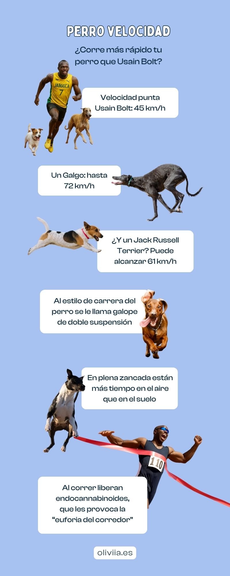 A qué velocidad corren los perros