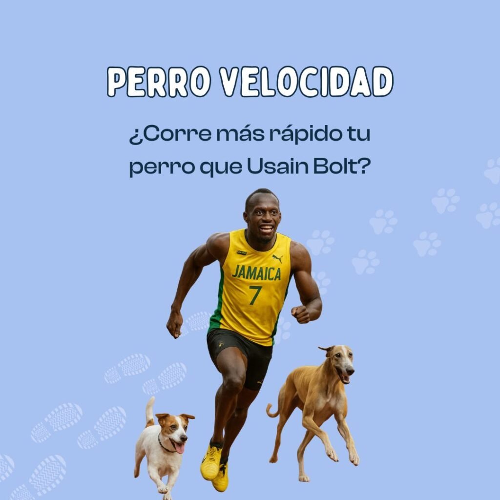Comparación de velocidad entre Usain Bolt y un perro
