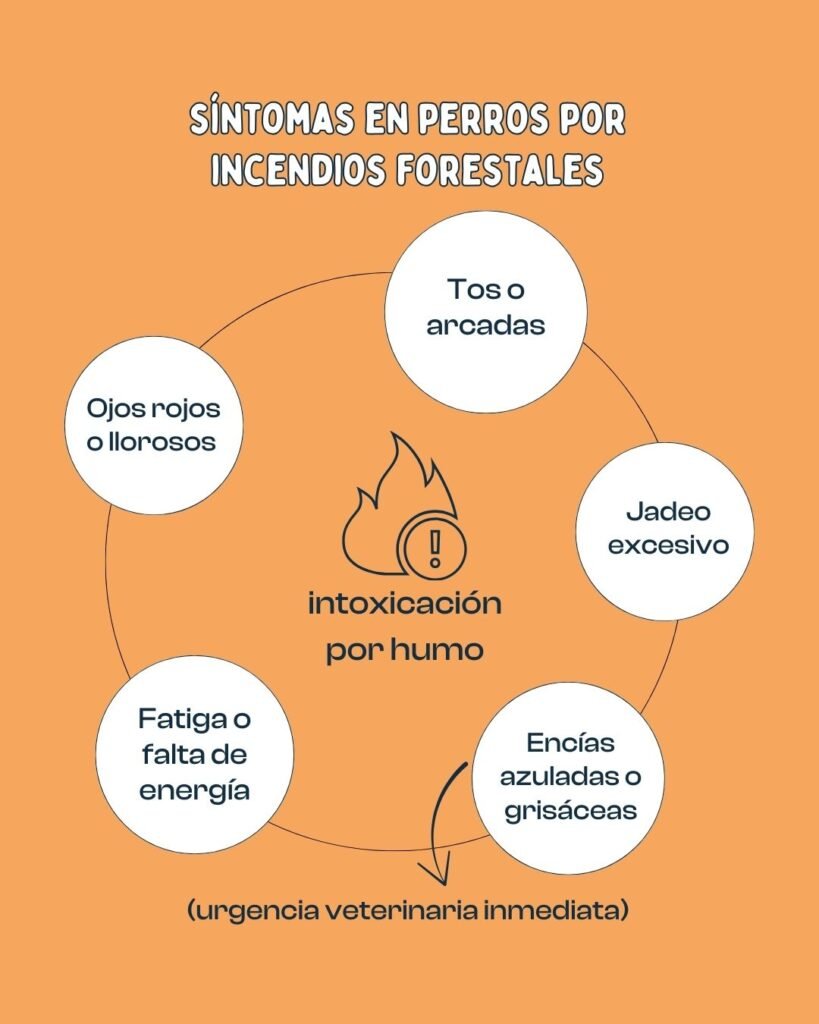 Síntomas en perros por incendios forestales