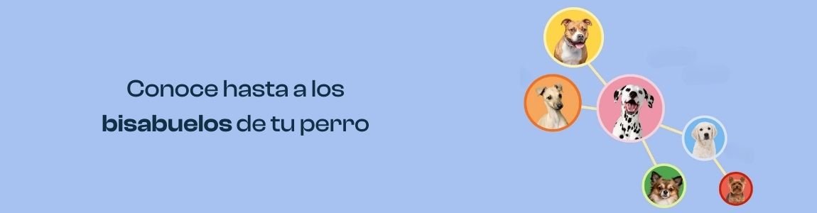 Árbol genealógico perro mestizo razas mezcladas