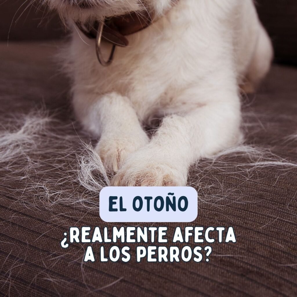otoño y perros. Muchos pelos, muchos cuidados