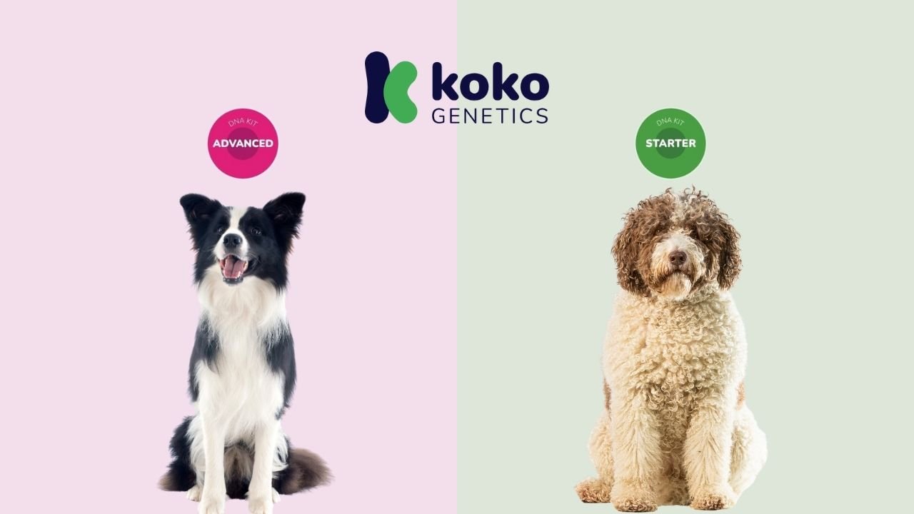 Comparativa Starter vs Advanced test ADN canino