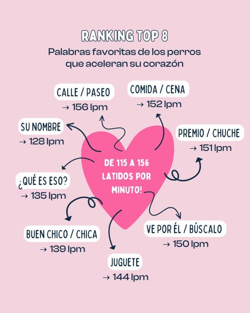 infografía con las 8 palabras favoritas de los perros que aceleran su corazón