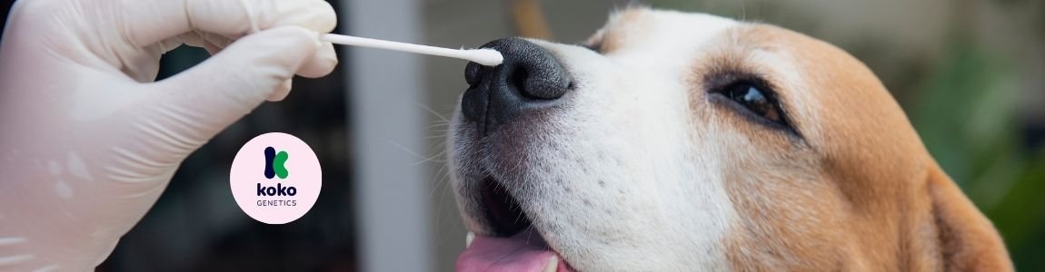 Kit test ADN perros Oliviia muestra saliva