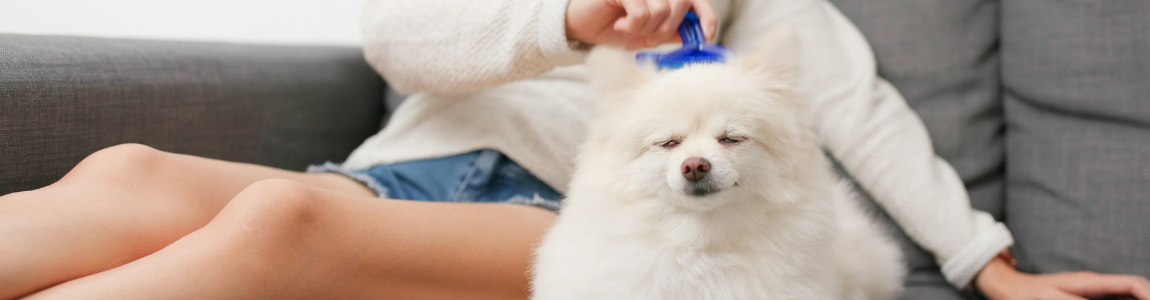 perro feliz recibiendo cepillado de otoño sin pelaje muerto