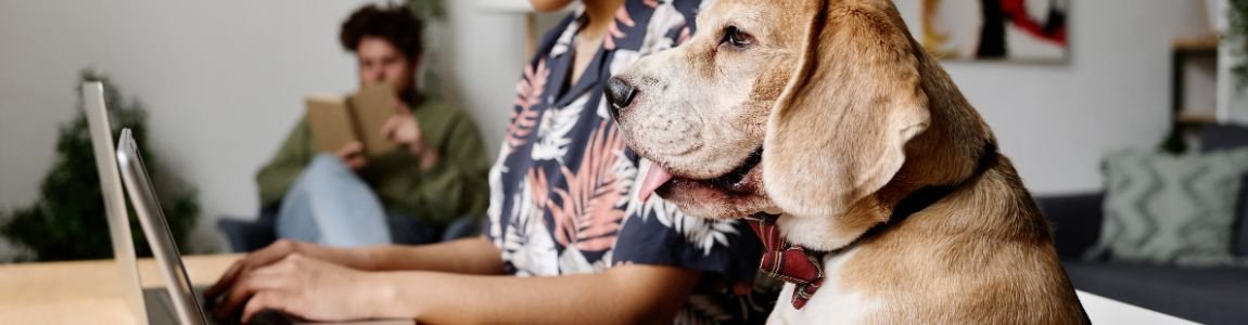¿Qué debes estudiar y saber para el curso y el examen obligatorio de tenencia de perros en España?