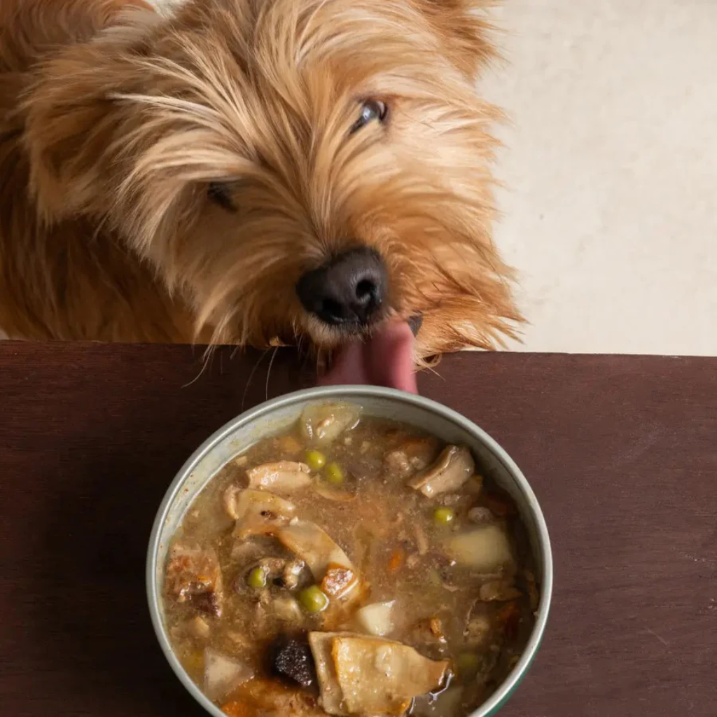 Cazuela casera de Cerdo y Calabaza para perros 280g - Imagen 6