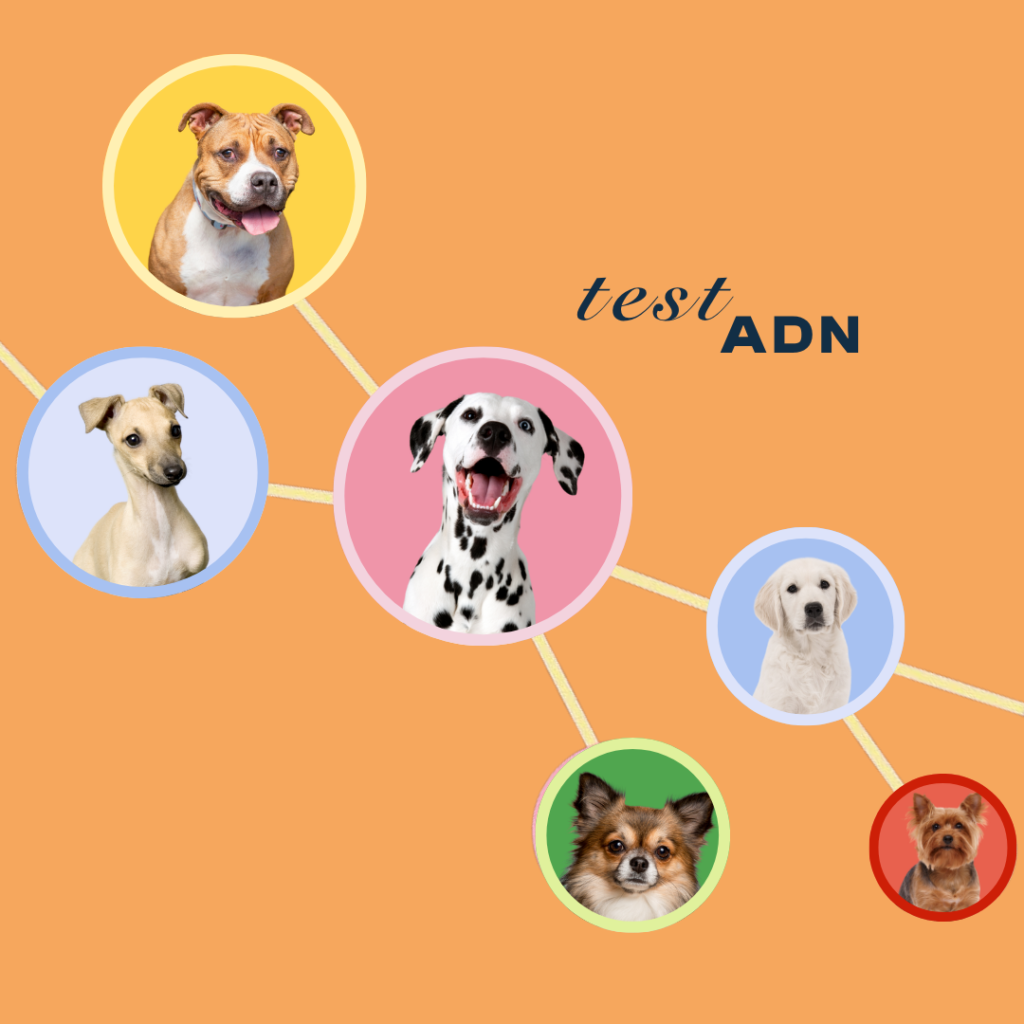 Test, adn, perros, salud, enfermedades, intolerancias, perros, oliviia