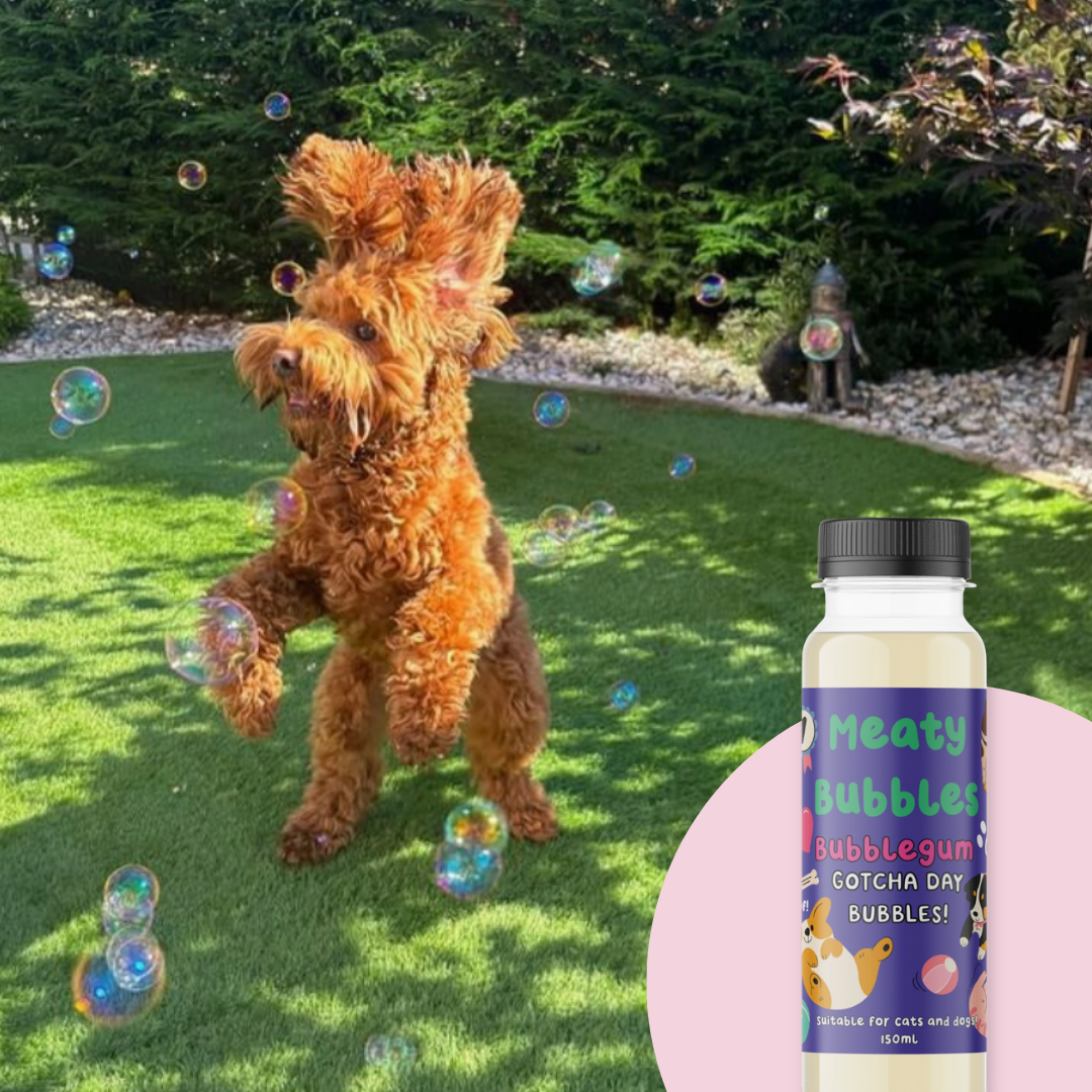 Pack Verano para perritos de vacaciones - Imagen 7