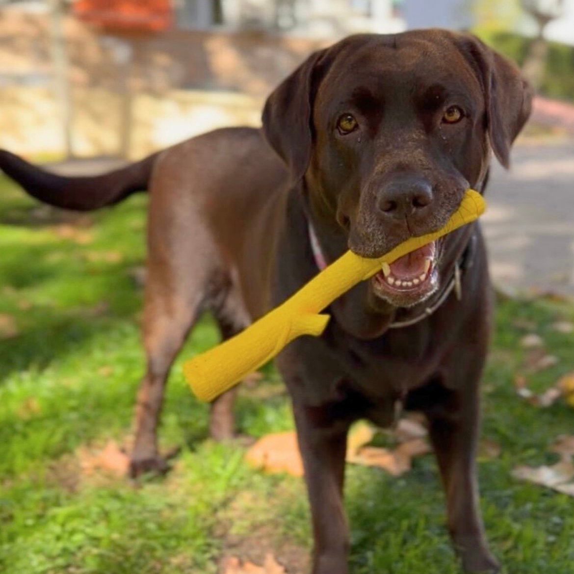 Pack Verano para perritos de vacaciones - Imagen 5